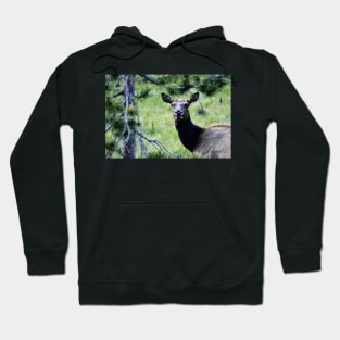 Elk in Rocky Mountain National Park Hoodie